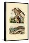 Red Kite, 1833-39-null-Framed Stretched Canvas