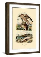 Red Kite, 1833-39-null-Framed Giclee Print