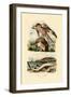 Red Kite, 1833-39-null-Framed Giclee Print