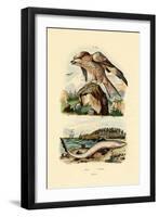 Red Kite, 1833-39-null-Framed Giclee Print