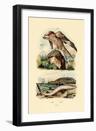 Red Kite, 1833-39-null-Framed Giclee Print