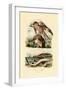 Red Kite, 1833-39-null-Framed Giclee Print