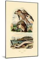 Red Kite, 1833-39-null-Mounted Giclee Print