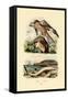 Red Kite, 1833-39-null-Framed Stretched Canvas