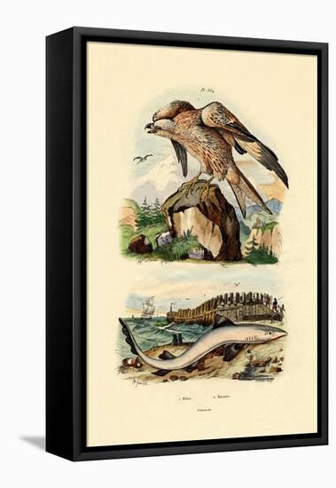 Red Kite, 1833-39-null-Framed Stretched Canvas