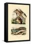 Red Kite, 1833-39-null-Framed Stretched Canvas