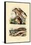 Red Kite, 1833-39-null-Framed Stretched Canvas