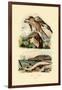 Red Kite, 1833-39-null-Framed Giclee Print