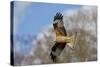 Red Kite in Flight-null-Stretched Canvas