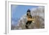 Red Kite in Flight-null-Framed Photographic Print