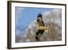 Red Kite in Flight-null-Framed Photographic Print