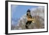 Red Kite in Flight-null-Framed Photographic Print