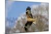 Red Kite in Flight-null-Mounted Photographic Print