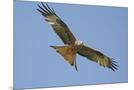 Wood Mount
