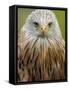 Red Kite, Iucn Red List of Endangered Species Captive, France-Eric Baccega-Framed Stretched Canvas