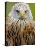 Red Kite, Iucn Red List of Endangered Species Captive, France-Eric Baccega-Stretched Canvas