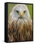 Red Kite, Iucn Red List of Endangered Species Captive, France-Eric Baccega-Framed Stretched Canvas