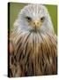 Red Kite, Iucn Red List of Endangered Species Captive, France-Eric Baccega-Stretched Canvas