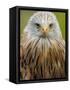 Red Kite, Iucn Red List of Endangered Species Captive, France-Eric Baccega-Framed Stretched Canvas