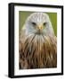 Red Kite, Iucn Red List of Endangered Species Captive, France-Eric Baccega-Framed Photographic Print