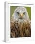 Red Kite, Iucn Red List of Endangered Species Captive, France-Eric Baccega-Framed Photographic Print