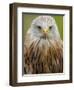 Red Kite, Iucn Red List of Endangered Species Captive, France-Eric Baccega-Framed Photographic Print