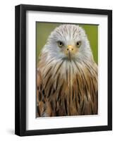 Red Kite, Iucn Red List of Endangered Species Captive, France-Eric Baccega-Framed Photographic Print