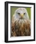 Red Kite, Iucn Red List of Endangered Species Captive, France-Eric Baccega-Framed Photographic Print