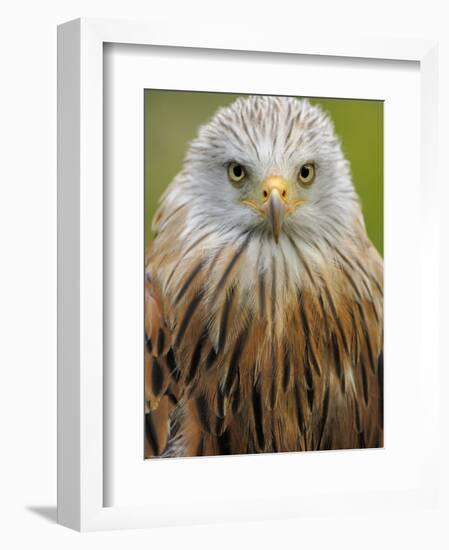 Red Kite, Iucn Red List of Endangered Species Captive, France-Eric Baccega-Framed Photographic Print