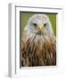 Red Kite, Iucn Red List of Endangered Species Captive, France-Eric Baccega-Framed Photographic Print