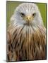 Red Kite, Iucn Red List of Endangered Species Captive, France-Eric Baccega-Mounted Photographic Print