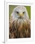 Red Kite, Iucn Red List of Endangered Species Captive, France-Eric Baccega-Framed Photographic Print