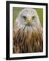 Red Kite, Iucn Red List of Endangered Species Captive, France-Eric Baccega-Framed Photographic Print