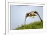 Red kite landing on grass, Marlborough Downs, Wiltshire, UK-David Pike-Framed Photographic Print