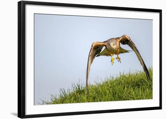 Red kite landing on grass, Marlborough Downs, Wiltshire, UK-David Pike-Framed Photographic Print