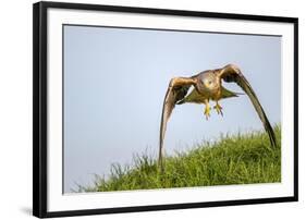Red kite landing on grass, Marlborough Downs, Wiltshire, UK-David Pike-Framed Photographic Print