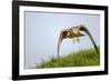 Red kite landing on grass, Marlborough Downs, Wiltshire, UK-David Pike-Framed Photographic Print