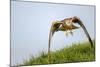 Red kite landing on grass, Marlborough Downs, Wiltshire, UK-David Pike-Mounted Photographic Print