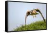 Red kite landing on grass, Marlborough Downs, Wiltshire, UK-David Pike-Framed Stretched Canvas