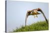 Red kite landing on grass, Marlborough Downs, Wiltshire, UK-David Pike-Stretched Canvas