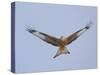 Red Kite (Milvus Milvus) in Flight, Gigrin Farm, Powys, Rhayader, Wales, UK, February 2009-Muñoz-Stretched Canvas