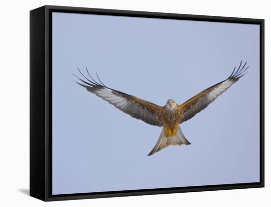 Red Kite (Milvus Milvus) in Flight, Gigrin Farm, Powys, Rhayader, Wales, UK, February 2009-Muñoz-Framed Stretched Canvas