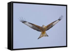 Red Kite (Milvus Milvus) in Flight, Gigrin Farm, Powys, Rhayader, Wales, UK, February 2009-Muñoz-Framed Stretched Canvas