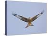 Red Kite (Milvus Milvus) in Flight, Gigrin Farm, Powys, Rhayader, Wales, UK, February 2009-Muñoz-Stretched Canvas