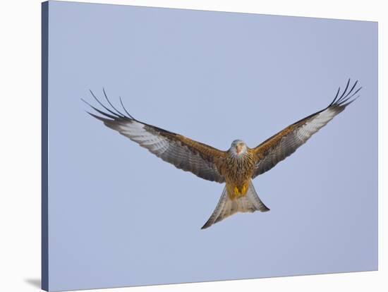 Red Kite (Milvus Milvus) in Flight, Gigrin Farm, Powys, Rhayader, Wales, UK, February 2009-Muñoz-Stretched Canvas