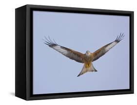 Red Kite (Milvus Milvus) in Flight, Gigrin Farm, Powys, Rhayader, Wales, UK, February 2009-Muñoz-Framed Stretched Canvas