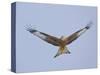 Red Kite (Milvus Milvus) in Flight, Gigrin Farm, Powys, Rhayader, Wales, UK, February 2009-Muñoz-Stretched Canvas