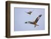 Red Kite (Milvus Milvus) in Flight, Gigrin Farm, Powys, Rhayader, Wales, UK, February 2009-Muñoz-Framed Photographic Print