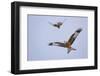 Red Kite (Milvus Milvus) in Flight, Gigrin Farm, Powys, Rhayader, Wales, UK, February 2009-Muñoz-Framed Photographic Print