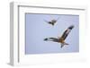 Red Kite (Milvus Milvus) in Flight, Gigrin Farm, Powys, Rhayader, Wales, UK, February 2009-Muñoz-Framed Photographic Print